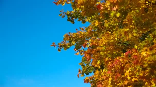 Autunno Foglie Acero Giallo Brillante Svolazzano Nel Vento Sullo Sfondo — Video Stock