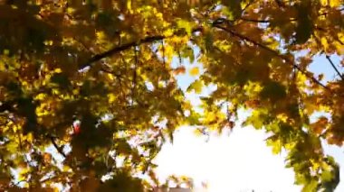 Sonbahar parlak sarı akçaağaç yaprakları rüzgarda sallanıyor, açık bir gökyüzünün arka planına karşı. Yüksek kaliteli FullHD görüntüler