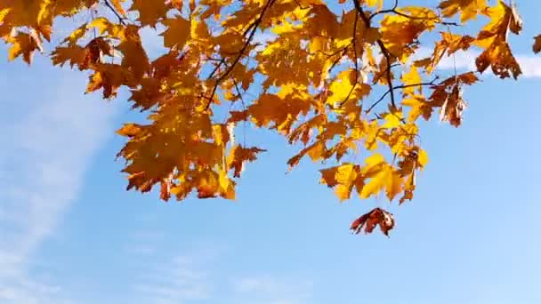 Arce Amarillo Brillante Del Otoño Deja Aleteo Viento Contra Telón — Vídeos de Stock