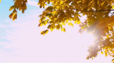Sonbahar parlak sarı akçaağaç yaprakları rüzgarda sallanıyor, açık bir gökyüzünün arka planına karşı. Yüksek kaliteli FullHD görüntüler