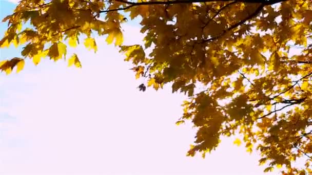 秋の明るい黄色のカエデは 澄んだ空を背景に 風になびく葉 高品質のフルHd映像 — ストック動画