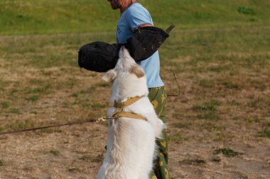 Eğitmen dersi beyaz İsviçreli çoban köpeğiyle birlikte yürütür. Köpek sahibini korur..