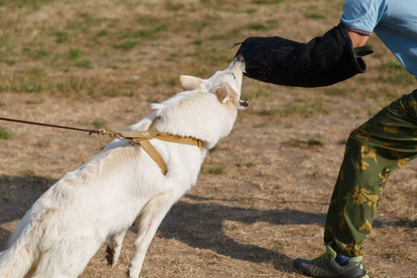 Eğitmen dersi beyaz İsviçreli çoban köpeğiyle birlikte yürütür. Köpek sahibini korur..