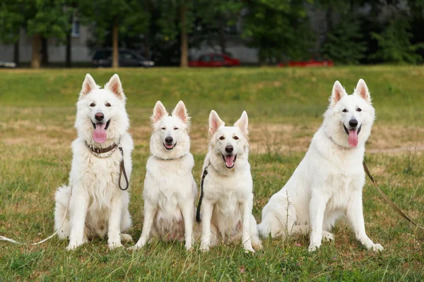 Quatre Beaux Bergers Suisses Blancs Posent Assis Groupe Sur Champ — Photo