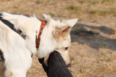 Beyaz bir İsviçreli çoban köpeği savunma eğitimi sırasında saldırı eğitmenine havlıyor..
