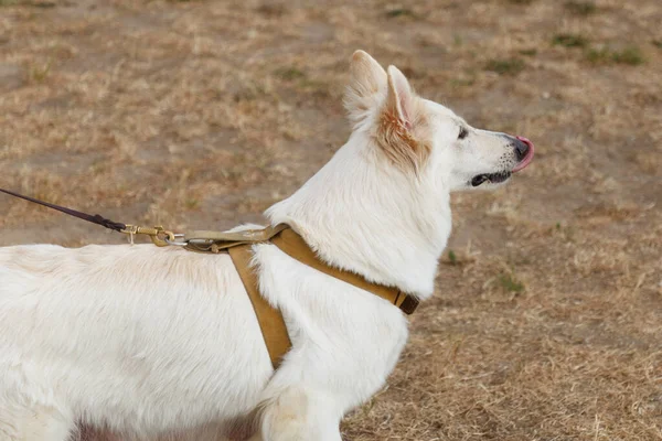 A white Swiss Shepherd dog barks at an attacking instructor during a defense training session.