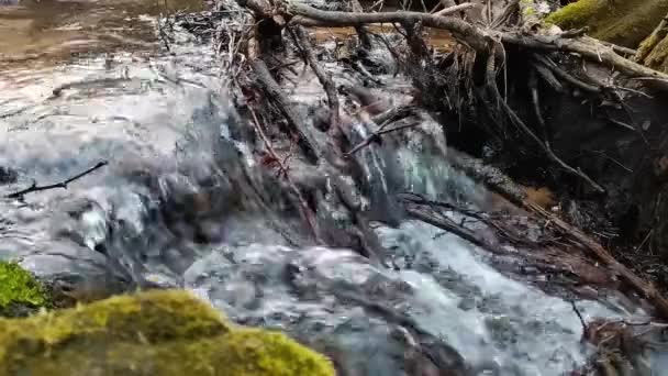 Little stream running in a forest with moss hanging into the river Βίντεο Κλιπ