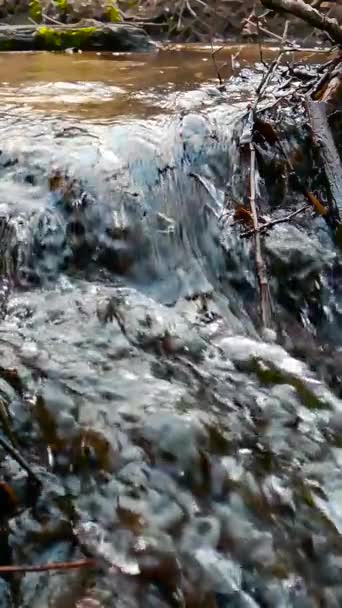 Slow motion of little stream running in a forest with moss hanging into the river — Wideo stockowe