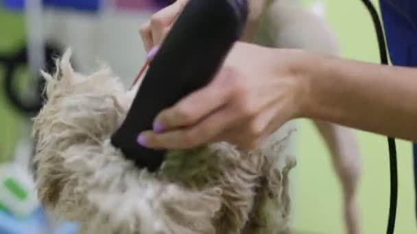 Friseur Mäht Fuchs Terrier Salon Auf Den Kopf — Stockvideo