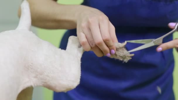 Friseur Mäht Fuchs Terrier Salon Auf Die Pfote — Stockvideo