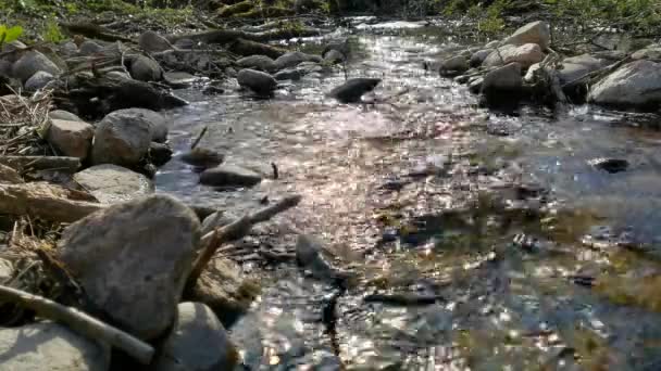 Dağlarda Kayalar Ağaç Dalları Arasında Akan Küçük Bir Dere Yüksek — Stok video