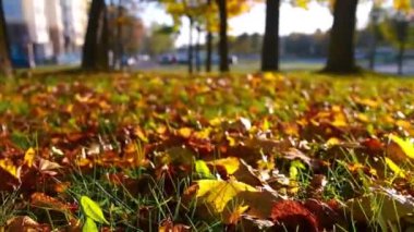 Çimlerin üzerinde kahverengi kuru yapraklar, yakın doli çekim, ileri doğru hareket eden kamera. Sonbahar güneşli bir günde şehirde.