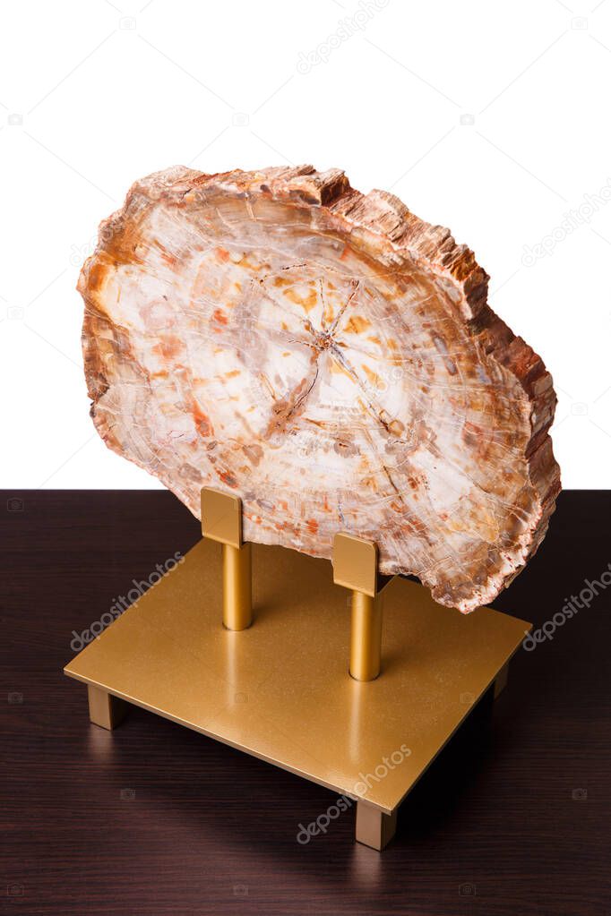 A section of ancient petrified wood, polished and impregnated with epoxy resin, is used to decorate the interior of a home or office. Isolated on white background.