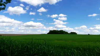 Yeşil buğday tarlasını traktörle ilaçlamak. Tarım traktörü tarlaya sprey, böcek ilacı ve böcek ilacı püskürtüyor. Bir tarlayı gübreleyen endüstriyel makine. 4k zaman aşımı.