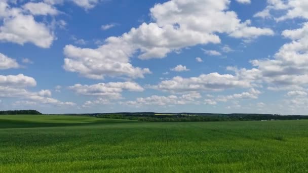 Blick Auf Ein Grünes Weizenfeld Unter Blauem Himmel Mit Schneeweißen — Stockvideo