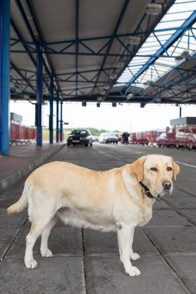 Pies Celny Golden Retriever Szukanie Narkotyków Broni Samochodowym Punkcie Kontrolnym — Zdjęcie stockowe