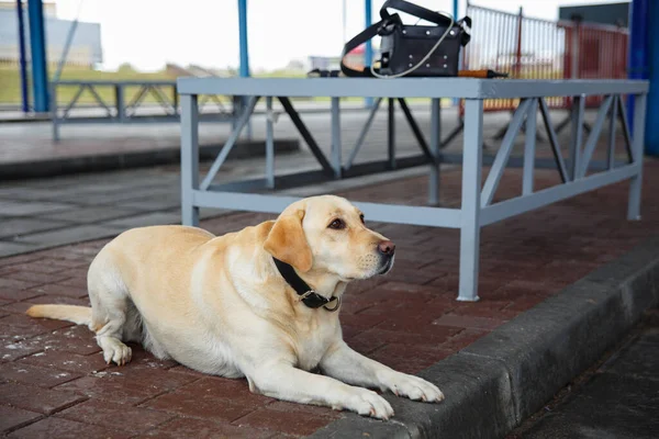 Pies Celny Golden Retriever Szukanie Narkotyków Broni Samochodowym Punkcie Kontrolnym — Zdjęcie stockowe