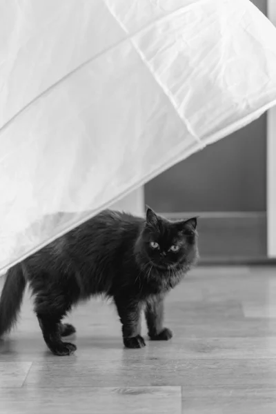 Siyah Kedi Beyaz Gelinliğin Altında Duruyor — Stok fotoğraf
