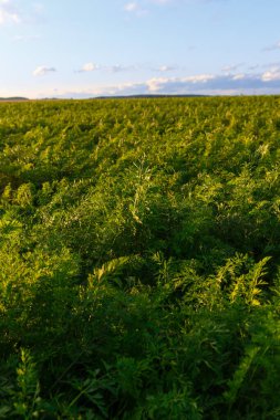 Beyaz Rusya 'da tarım, yazın havuç tarlası, sıra sıra bitki, gün batımı.