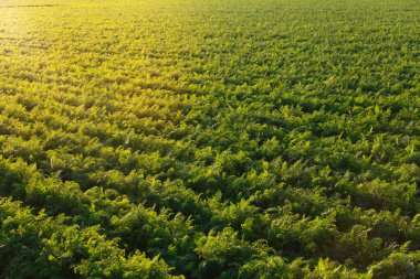Beyaz Rusya 'da tarım, yazın havuç tarlası, sıra sıra bitki, gün batımı.