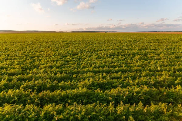 Agricultura Bielorrusia Campo Zanahorias Verano Hileras Plantas Hora Puesta Del —  Fotos de Stock