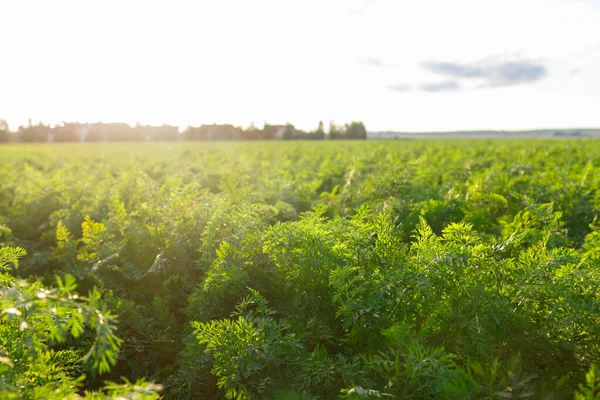 Agricultura Bielorrusia Campo Zanahorias Verano Hileras Plantas Hora Puesta Del — Foto de Stock