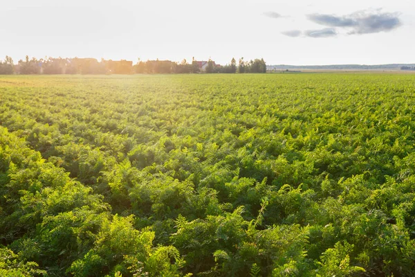 Landwirtschaft Weißrussland Karottenfeld Sommer Pflanzenreihen Sonnenuntergang — Stockfoto