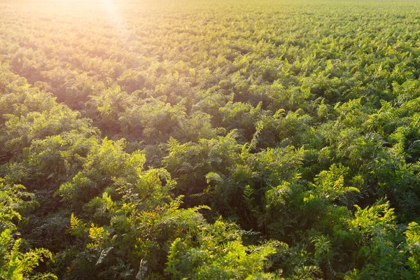 Agriculture Biélorussie Champ Carottes Été Rangs Plantes Heure Coucher Soleil — Photo