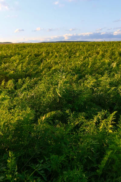 Agricultura Bielorrusia Campo Zanahorias Verano Hileras Plantas Hora Puesta Del — Foto de Stock