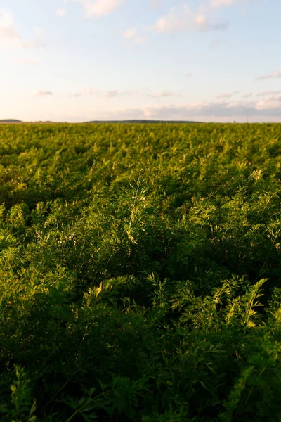 Landbouw Belarus Wortelveld Zomer Rijen Planten Zonsondergang — Stockfoto