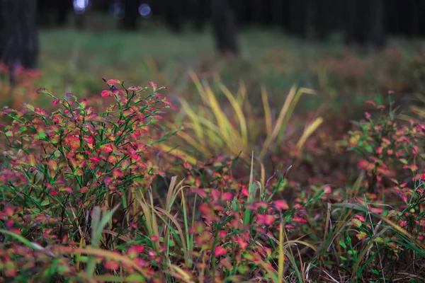 Πολύχρωμα Φύλλα Ένα Θάμνο Βατόμουρο Στο Δάσος Φόντο Δάσος — Φωτογραφία Αρχείου