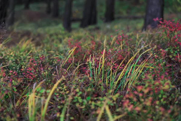 Kolorowe Liście Krzewie Jagodowym Lesie Tle Lasu — Zdjęcie stockowe
