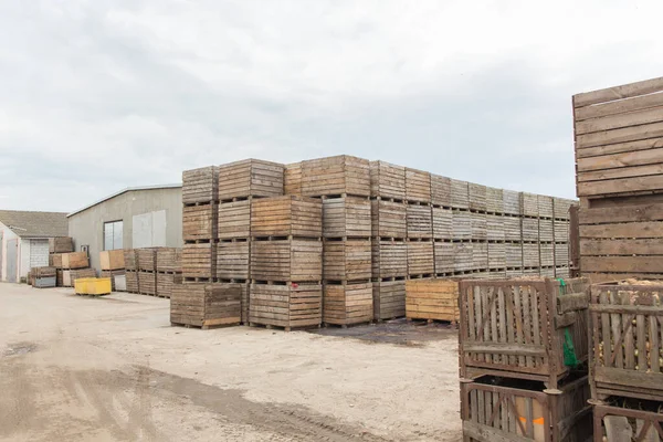 Rader Trälådor Och Lastpallar För Grönsaker Lager Produktionslager Växtindustri — Stockfoto