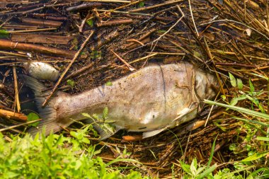 Kirlenmiş gölün kıyısında çürümüş ölü balıklar. Balık anormal sıcağa dayanamaz ve oksijen yetersizliğinden ölür..