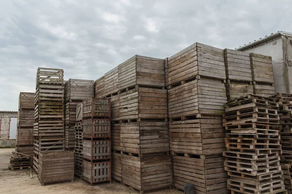 Reihen Von Holzkisten Und Paletten Für Gemüse Lager Produktionshalle Pflanzenindustrie — Stockfoto