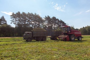 Yeşil bir tarlayı hasat etmek ve Silage için buğdayı çift karavan kamyonuna yüklemek..