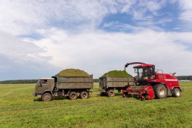 Yeşil bir tarlayı hasat etmek ve Silage için buğdayı çift karavan kamyonuna yüklemek..