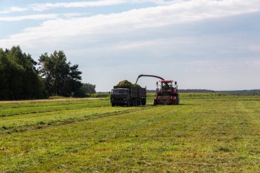 Yeşil bir tarlayı hasat etmek ve Silage için buğdayı çift karavan kamyonuna yüklemek..