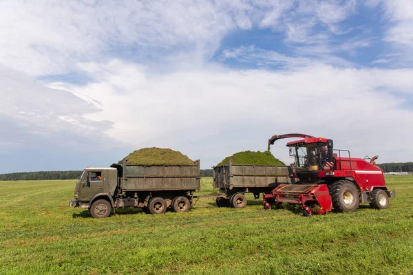 Combine Harvesting Green Field Unloads Wheat Silage Double Trailer Truck — Stock Photo, Image