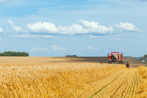 Combine Harvester Harvesting Wheat Sunny Summer Day — Stock Photo, Image