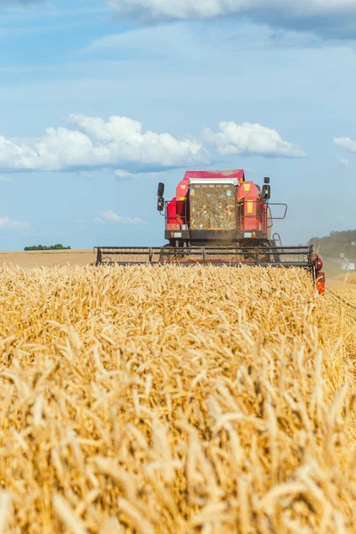 Combineren Harvester Tarwe Oogsten Zonnige Zomerdag — Stockfoto