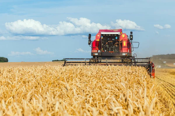 Combine Harvester Harvesting Wheat Sunny Summer Day — Stock Photo, Image