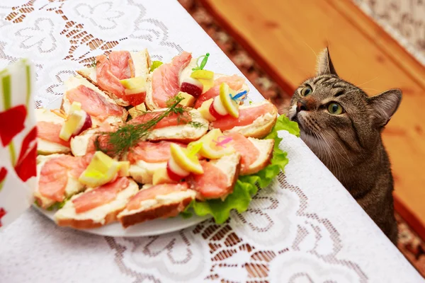 Hungry cat — Stock Photo, Image