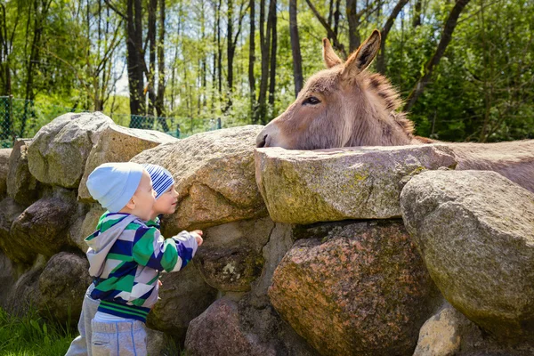 Twins feeding a hungry donkey — Stock Photo, Image