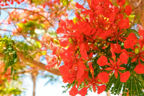 A acácia vermelha florescente — Fotografia de Stock