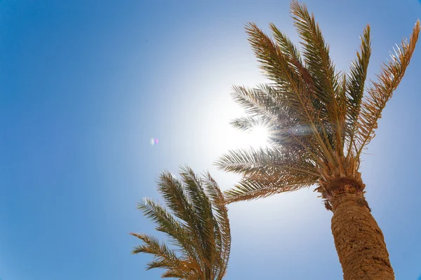 Green palm tree on blue sky — Stock Photo, Image