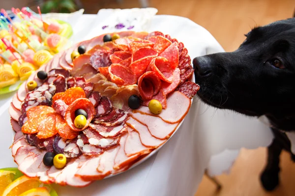 Hungry dog — Stock Photo, Image