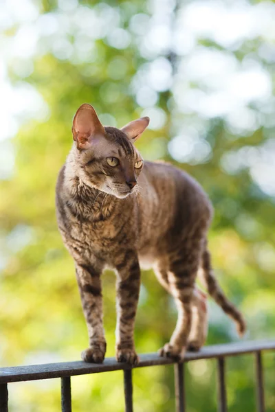 Cornish rex gato gris — Foto de Stock