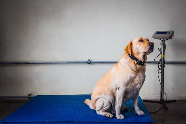 Labrador retriever Customs dog — Stock Photo, Image