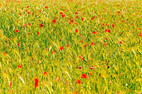 Fondo con amapolas rojas — Foto de Stock